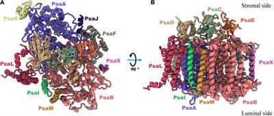 Diversity Among Cyanobacterial Photosystem I Oligomers